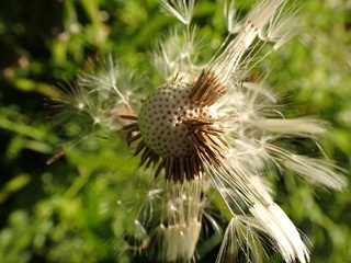 P8044209a.jpg
